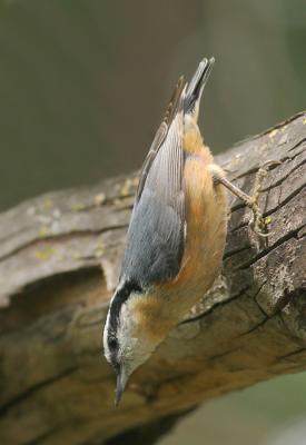 Red-breasted Nuthatch*, male