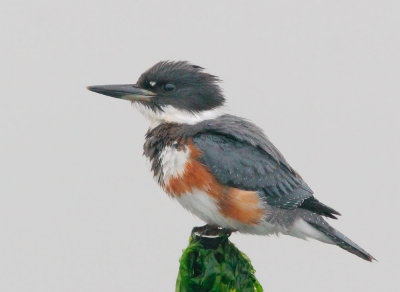 Belted Kingfisher, female