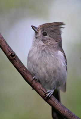 Oak Titmouse