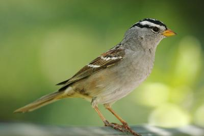 White-crowned Sparrow, Gambel's