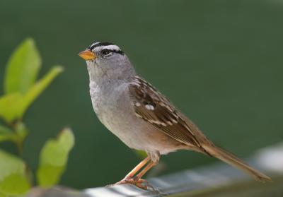 White-crowned Sparrow, Gambel's