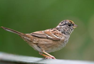 Golden-crowned Sparrow, pre-alternate molt
