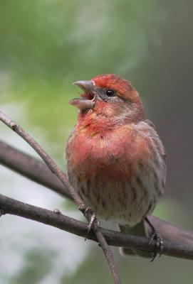 House Finch, singing male