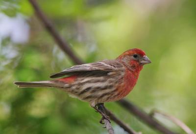 House Finch, male