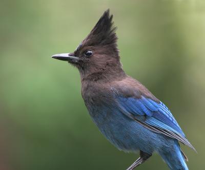 Steller's Jay