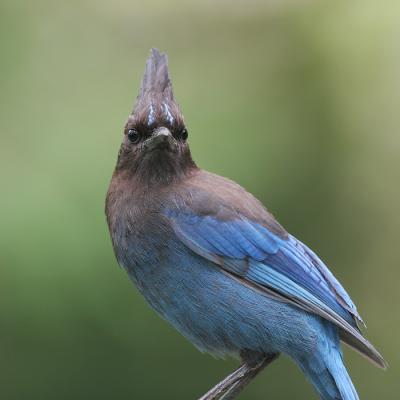 Steller's Jay