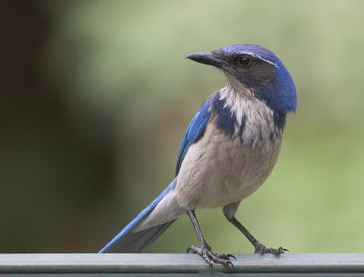 Western Scrub-Jay