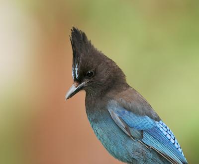 Steller's Jay