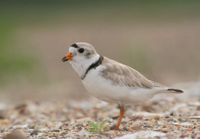 Piping Plovers