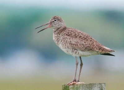 Willet, breeding plumage