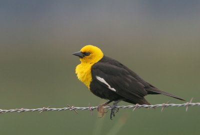 Yellow-headed Blackbirds