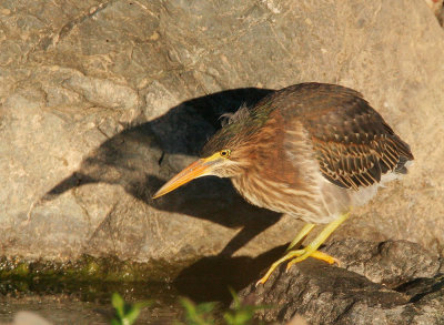 Green Heron, juvenile