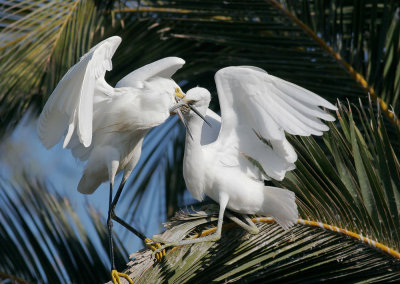 Snowy Egrets, bill grabbing