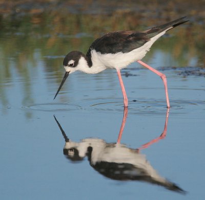 Black-necked Stilt, female