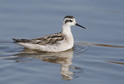 Red-necked Phalarope