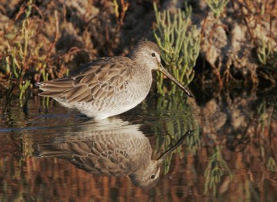 Dowitcher sp, non-breeding plumage