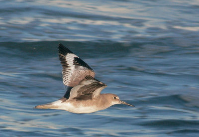 Willet, flying