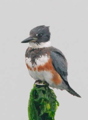 Belted Kingfisher, female