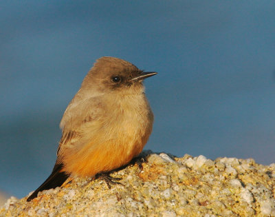 Say's Phoebe