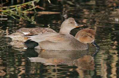 Gadwalls, pair