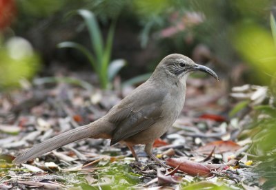 California Thrasher