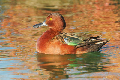 Cinnamon Teal, first-cycle male