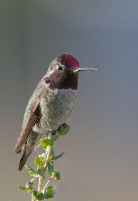 Anna's Hummingbird, male