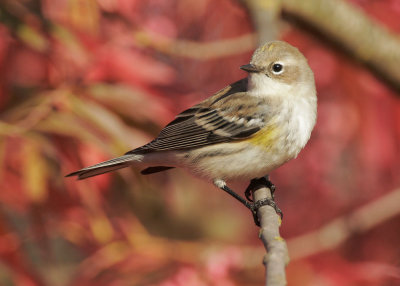 Yellow-rumped Warbler, Myrtle