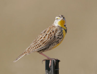 Western Meadowlark