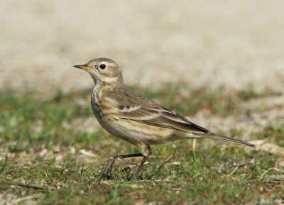 American Pipit