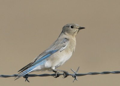 Mountain Bluebird, female