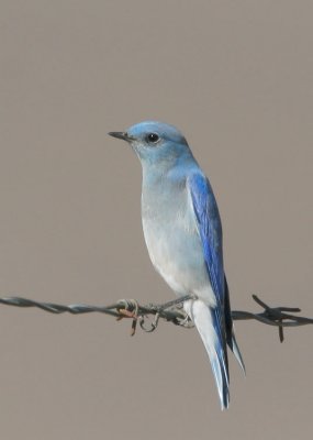 Mountain Bluebird, male