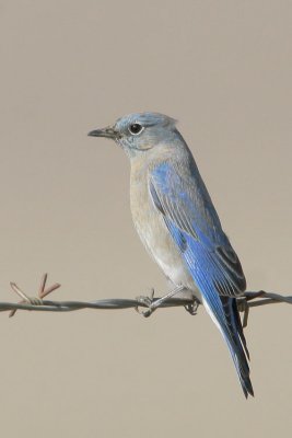 Mountain Bluebird, female