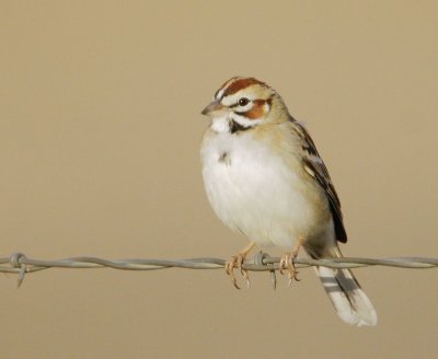 Lark Sparrow
