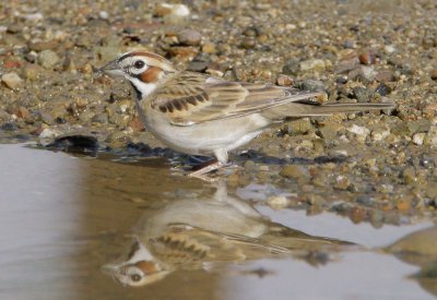 Lark Sparrow