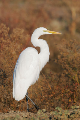 Great Egret