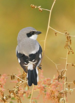 Loggerhead Shrike