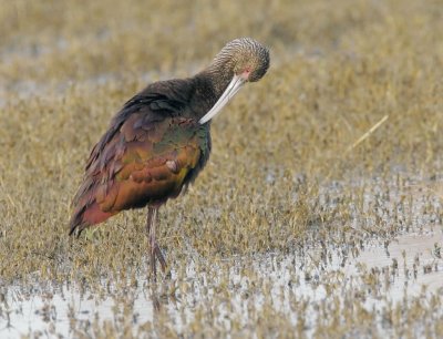 White-faced Ibis, immature