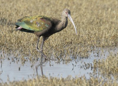 White-faced Ibis, immature