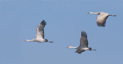 Sandhill Cranes, flying