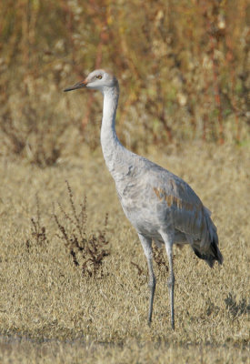 Sandhill Crane