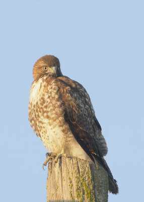 Red-tailed Hawk, immature
