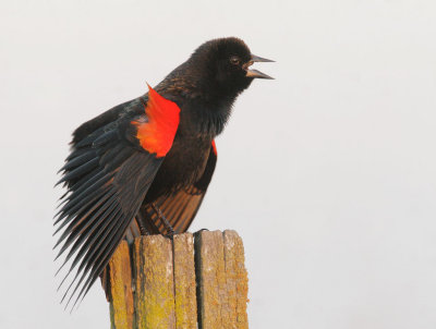 Red-winged Blackbird, bicolored male