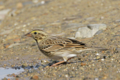 Savannah Sparrow, Large-billed?