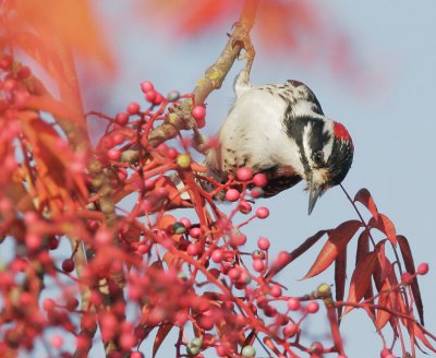 Nuttall's Woodpecker, male