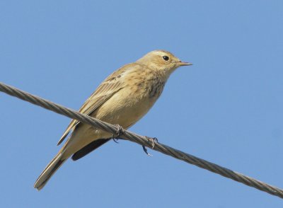 American Pipit