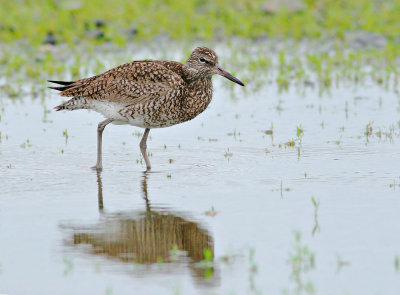 Willet