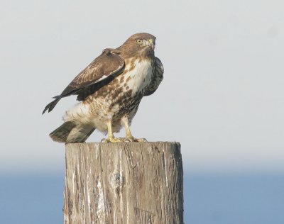 Red-tailed Hawk, first winter