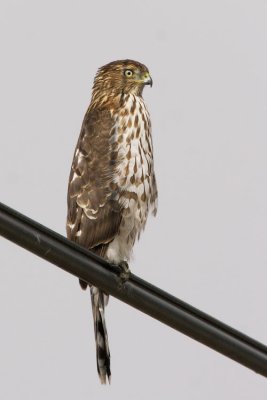 Cooper's Hawk, immature