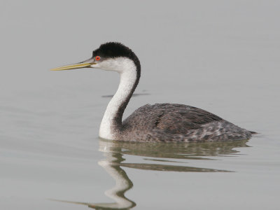 Western Grebe, male